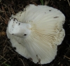 Russula delica Fr. 1838