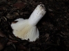 Russula delica Fr. 1838
