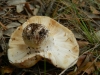 Russula ilicis Romagn., Chevassut & Privat 1972