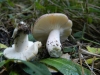 Russula luteotacta Rea 1922 Russula luteotacta Rea 1922