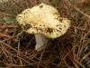 Russula sp.