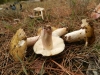 Russula sp.