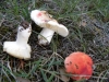 Russula sp.