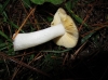 Russula sp