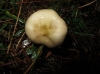 Russula sp
