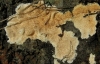Steccherinum ochraceum (Pers.) Gray 1821