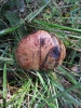 Suillellus queletii (Schulzer) Vizzini, Simonini & Gelardi 2014