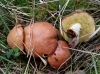 Suillus bovinus (L.) Roussel 1796