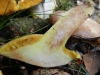 Suillus granulatus (L.: Fr.) Kuntze