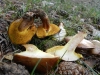 Suillus granulatus (L.: Fr.) Kuntze