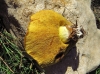 Suillus luteus (L.) Roussel 1796