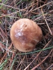 Suillus luteus (L.: Fr.) Roussel