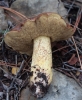 Suillus sp