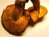 Suillus sp