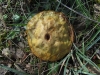 Suillus sp