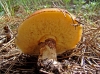 Suillus luteus (L.: Fr.) Roussel f. Luteus