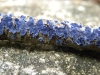 Terana coerulea (Lam.) Kuntze 1891