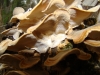 Trametes versicolor (L.) Lloyd (1921),