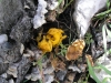 Tremella aurantia Schwein. (1822)