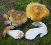 Tricholoma arvernense Bon 1976 Tricholoma arvernense Bon 1976