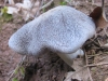Tricholoma basirubens (Bon) A. Riva & Bon 1988