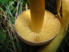 Tricholoma bufonium (Pers.) Gillet 1874