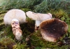 Tricholoma caligatum (Viv.) Ricken 1914