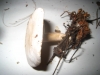 Tricholoma cf. album (Schaeff.) P. Kumm. 1871