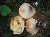 Tricholoma cf. lascivum (Fr.) Gillet 1874