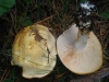 Tricholoma cf. lascivum (Fr.) Gillet 1874
