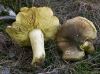 Tricholoma equestre (L.) P. Kumm. 1871