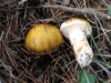 Tricholoma focale (Fr.) Ricken 1914