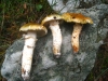Tricholoma focale (Fr.) Ricken 1914