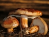 Tricholoma fracticum (Britzelm.) Kreisel 1984