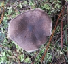 Tricholoma gausapatum (Fr.) Quél. 1872