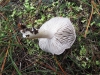 Tricholoma gausapatum (Fr.) Quél. 1872
