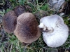 Tricholoma gausapatum (Fr.) Quél. 1872