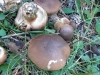Tricholoma imbricatum (Fr.) P. Kumm. 1871
