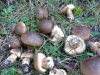 Tricholoma imbricatum (Fr.) P. Kumm. 1871