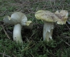 Tricholoma joachimii Bon & A. Riva 1985