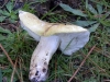 Tricholoma joachimii Bon & A. Riva 1985