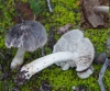 Tricholoma orirubens Quél. 1872 Tricholoma orirubens Quél. 1872