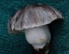 Tricholoma portentosum (Fr.) Quél. 1873