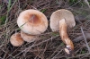 Tricholoma psammopus (Kalchbr.) Quél. 1875
