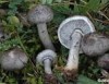 Tricholoma ramentaceum Tricholoma ramentaceum