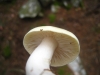 Tricholoma saponaceum (Fr.) P. Kumm. 1871