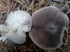 Tricholoma scalpturatum (Fr.) Quél. 1872
