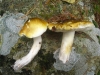Tricholoma sejunctum (Sowerby) Quél. 1872
