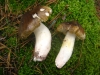 Tricholoma sejunctum (Sowerby) Quél. 1872