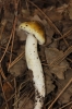 Tricholoma sejunctum (Sowerby) Quél. 1872